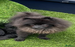 Pomeranian dogs for sale: Pomeranian for sale - Image 4