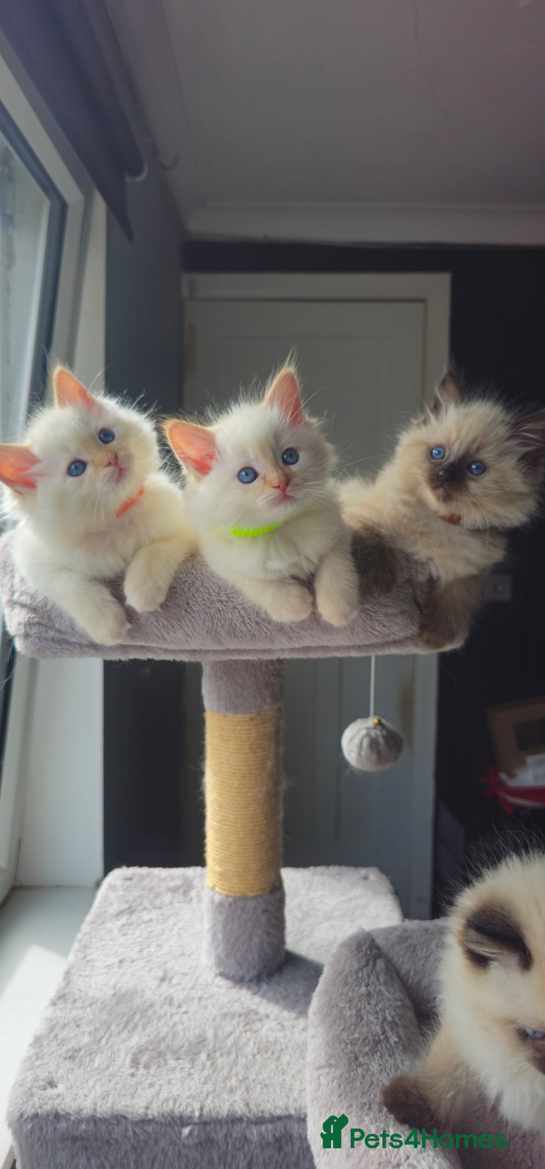 Ragdoll cats for sale: Ragdoll kittens  - Image 10