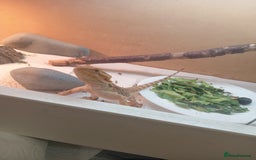 Bearded Dragon reptiles for sale: Beautiful baby is looking for forever home  - Image 5