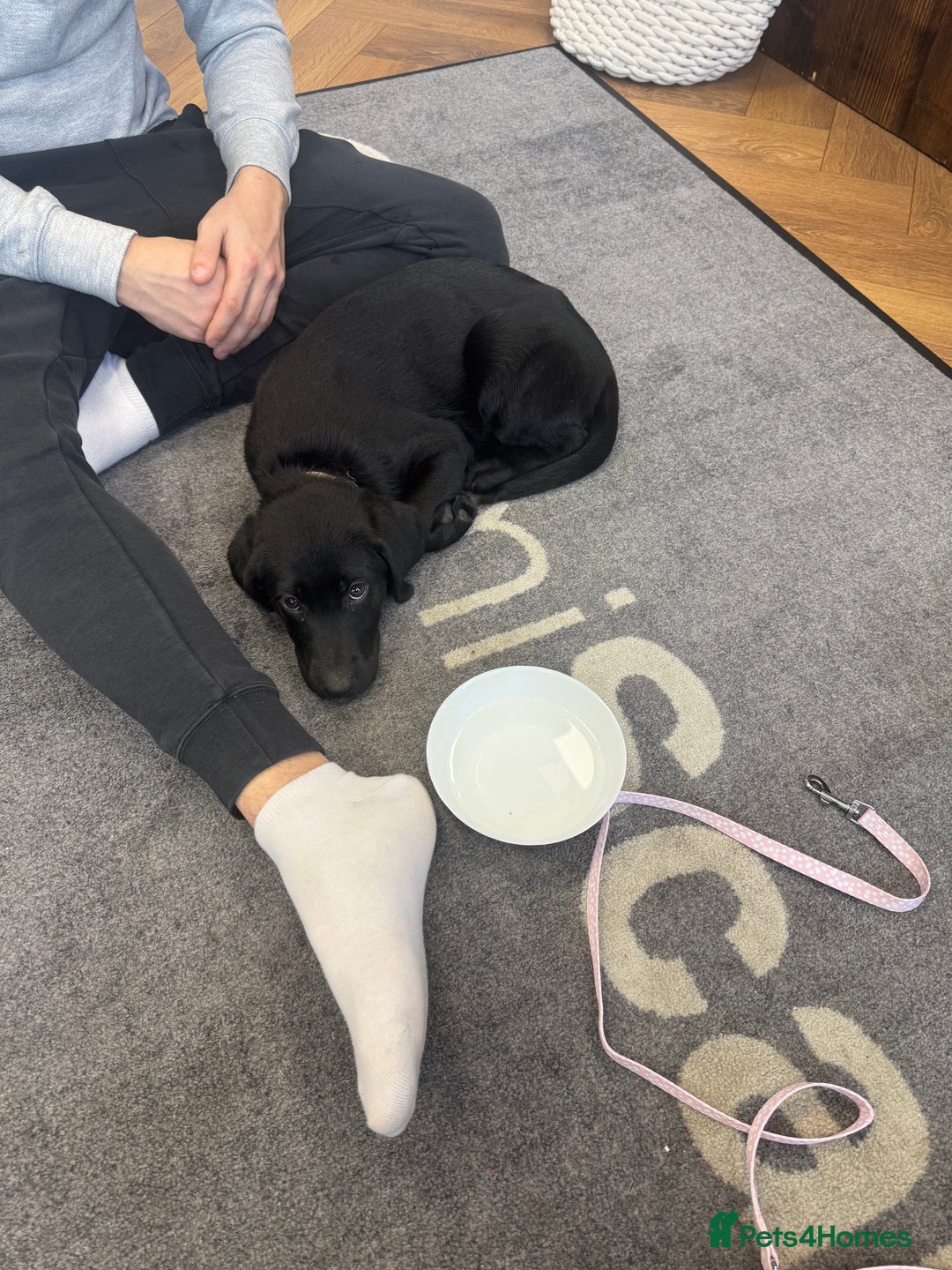 Labrador Retriever dogs for sale: Beautiful 11 week old Lab puppy (female) - Image 7
