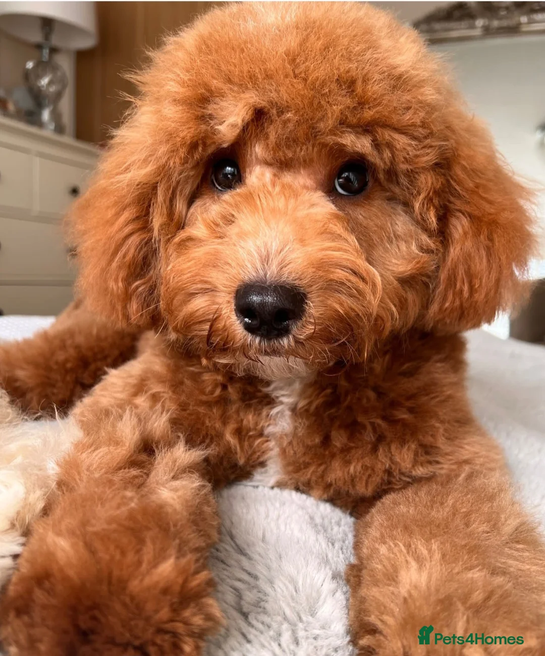 Cockapoo dogs for sale: Stunning Fox Red Cockapoo  - Advert 8
