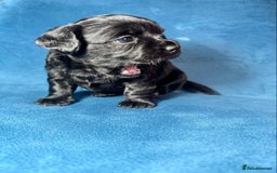 Miniature Dachshund dogs for sale: ADORABLE MINIATURE DACHSHUND PUPPIES - Image 2