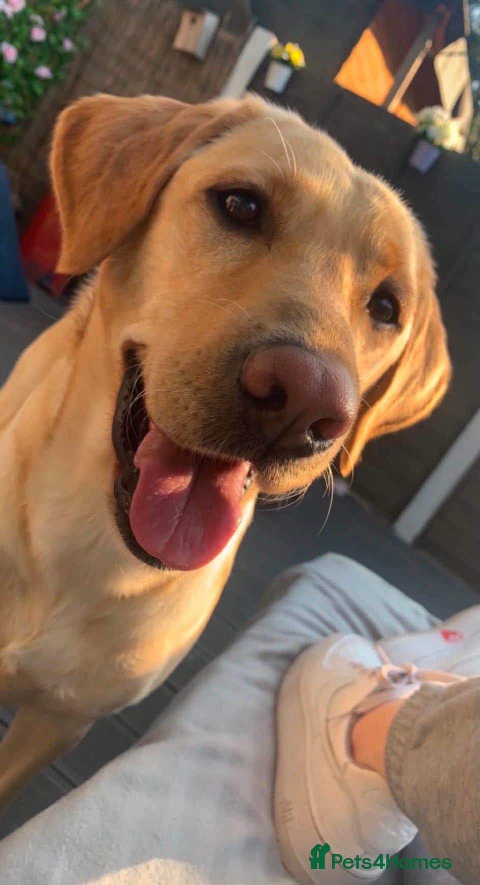 Labrador Retriever dogs Labrador female for rehomeimg - Advert 1
