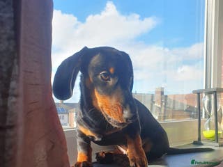 Dachshund dogs Mr Edward Frazer - Advert 7