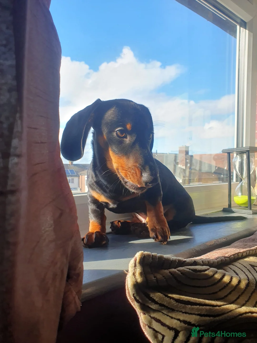 Dachshund dogs for stud: Mr Edward Frazer  - Advert 1