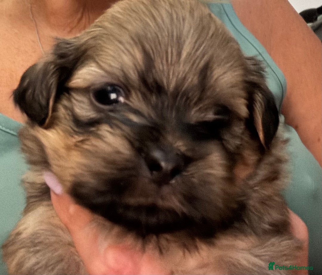 Shih Tzu dogs for sale: Shih tzu  - Image 18