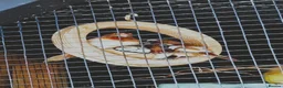 Mixed Breed birds for sale: Mixed aviary birds in Newton Abbot - Advert 10