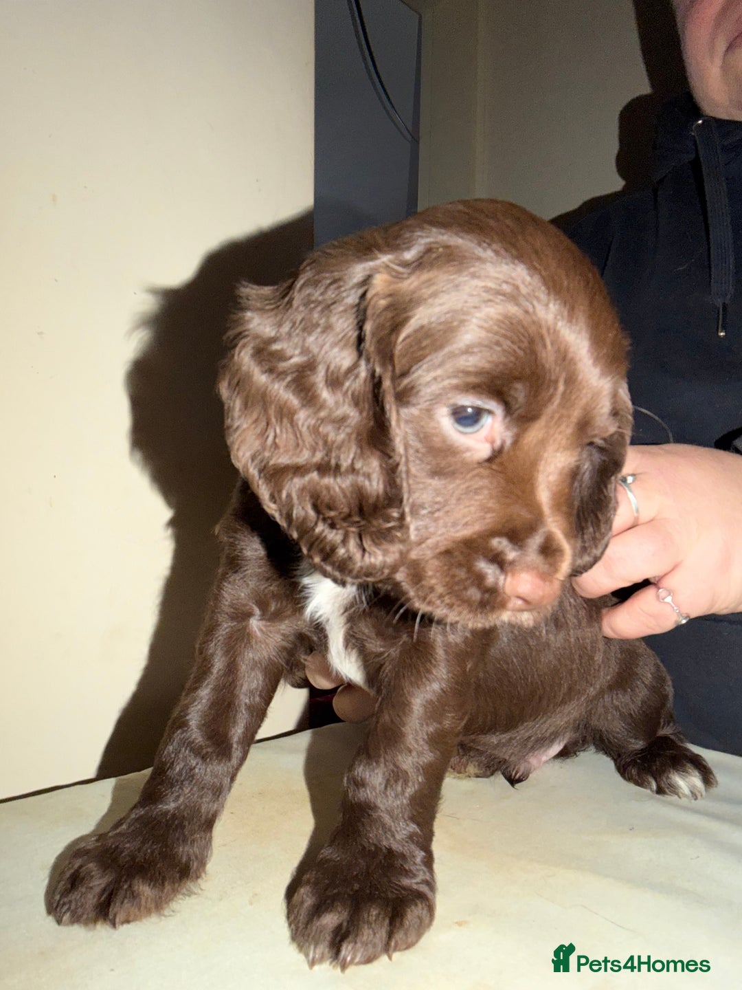 Cocker Spaniel dogs for sale: KC registered Working cocker spaniel puppies  - Advert 3