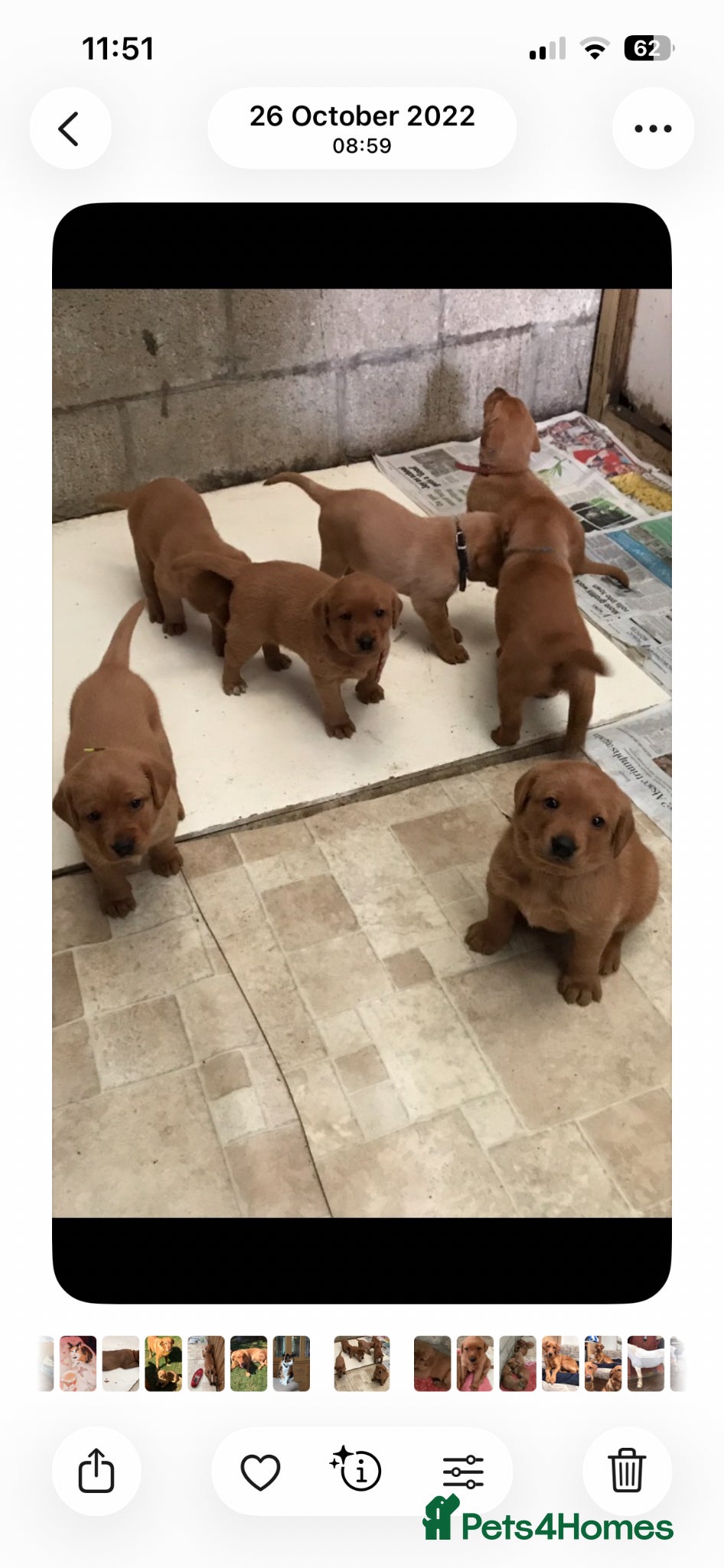 Labrador Retriever dogs Pedigree Fox Red Labrador Puppies - Advert 2