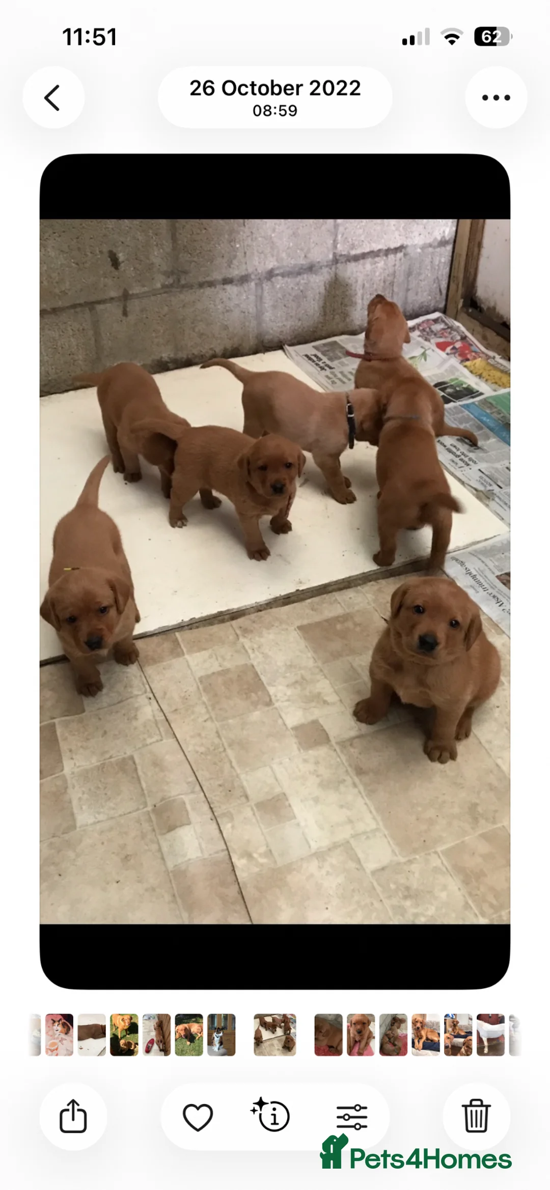 Labrador Retriever dogs for sale: Pedigree Fox Red Labrador Puppies in Spalding - Advert 2