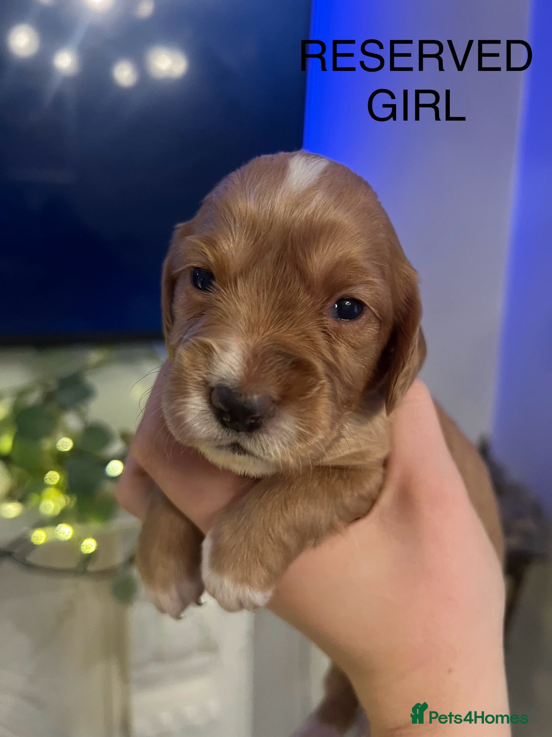 Cocker Spaniel dogs for sale: Cocker spaniel puppies  - Advert 13