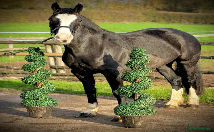 Welsh Section D horses Top Class 148 Welsh D Mare  - Advert 1