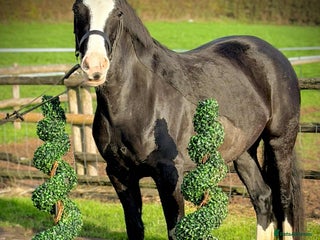 Welsh Section D horses Top Class 148 Welsh D Mare - Advert 1