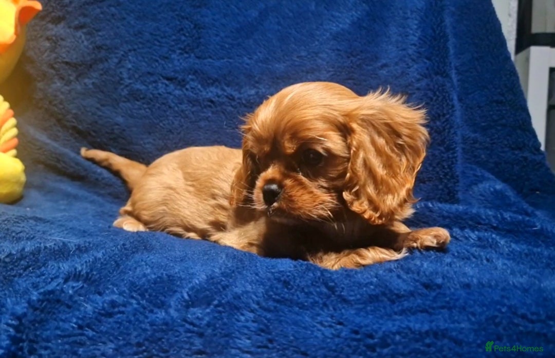 Cavalier King Charles Spaniel dogs for sale: Cavalier King Charles Boy - Ready this weekend  - Image 4