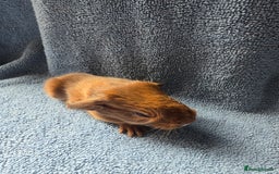 Guinea Pig rodents for sale: Baby Guinea Pigs – Ready to Reserve - Image 3