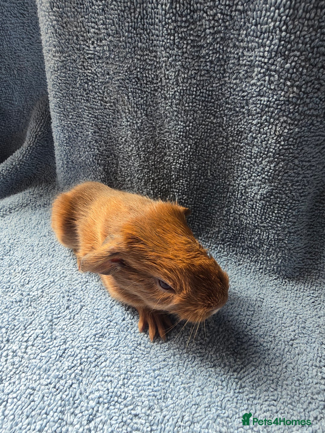Guinea Pig rodents for sale: Baby Guinea Pigs – Ready to Reserve - Image 3