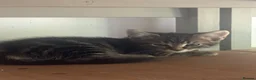 Aegean cats for sale: 5 male greek aegan kittens  - Advert 5