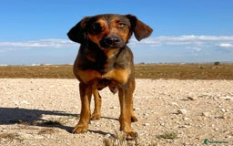 Mixed Breed dogs for adoption: Scout (Small Shepherd/Hound mix) - Image 2