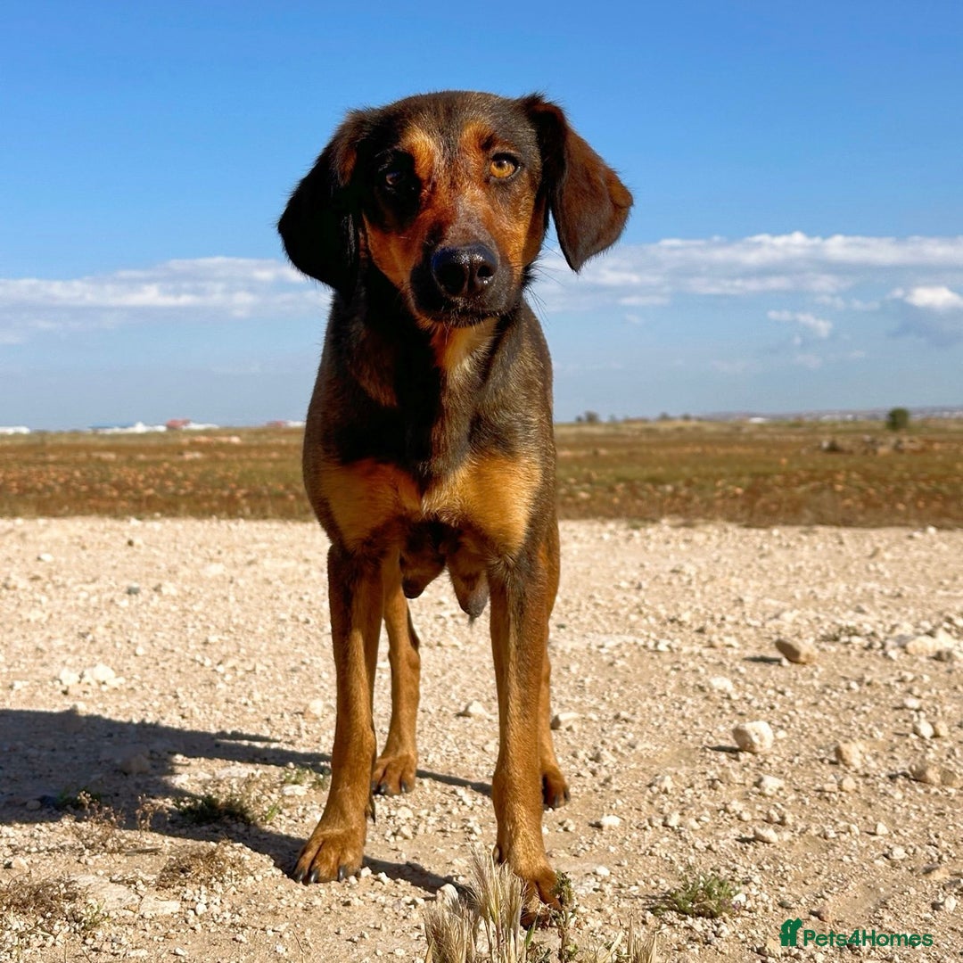 Mixed Breed dogs for adoption: Scout (Small Shepherd/Hound mix) - Image 2