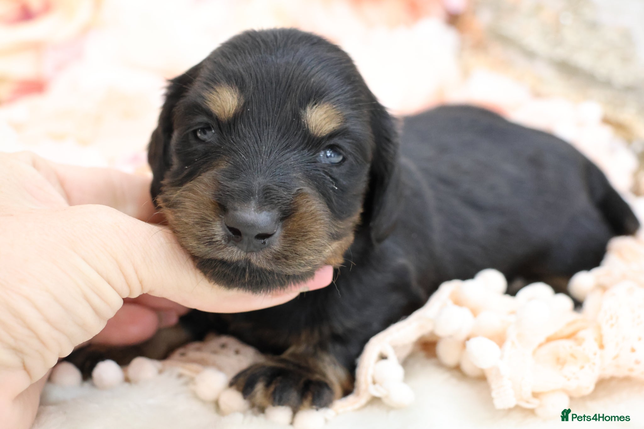 Miniature Dachshund dogs KC Miniature Dachshund Longhair Puppies - Advert 12