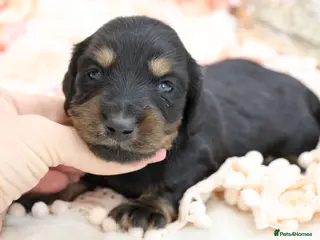 Miniature Dachshund dogs KC Miniature Dachshund Longhair Puppies - Advert 12