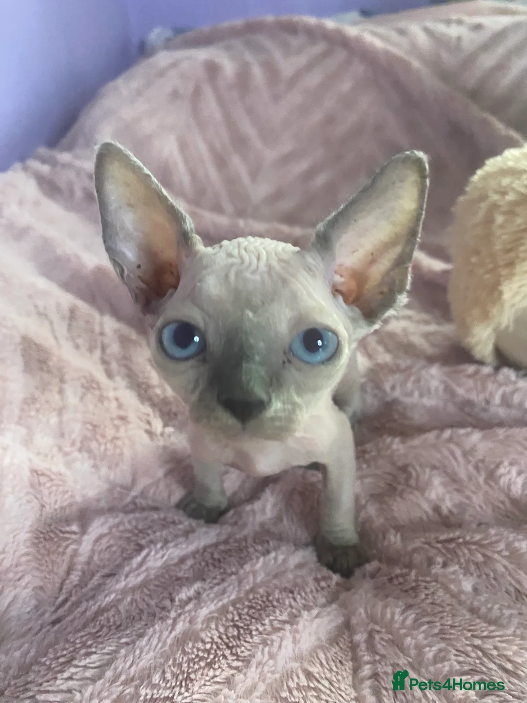 Sphynx cats for sale: 💖 3 Beautiful Sphynx Kittens – 1 Boy & 2 Girls 💖 - Advert 5