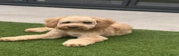 Cavapoo dogs for sale: Cavapoo  in Harrogate - Advert 4