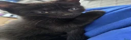 Mixed Breed cats for sale: Black Kitten - Advert 3