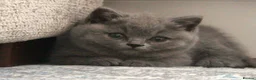 British Shorthair cats for sale: 🧸Teddy Bear Lilac/Blue British Shorthair Kittens✨ - Advert 33