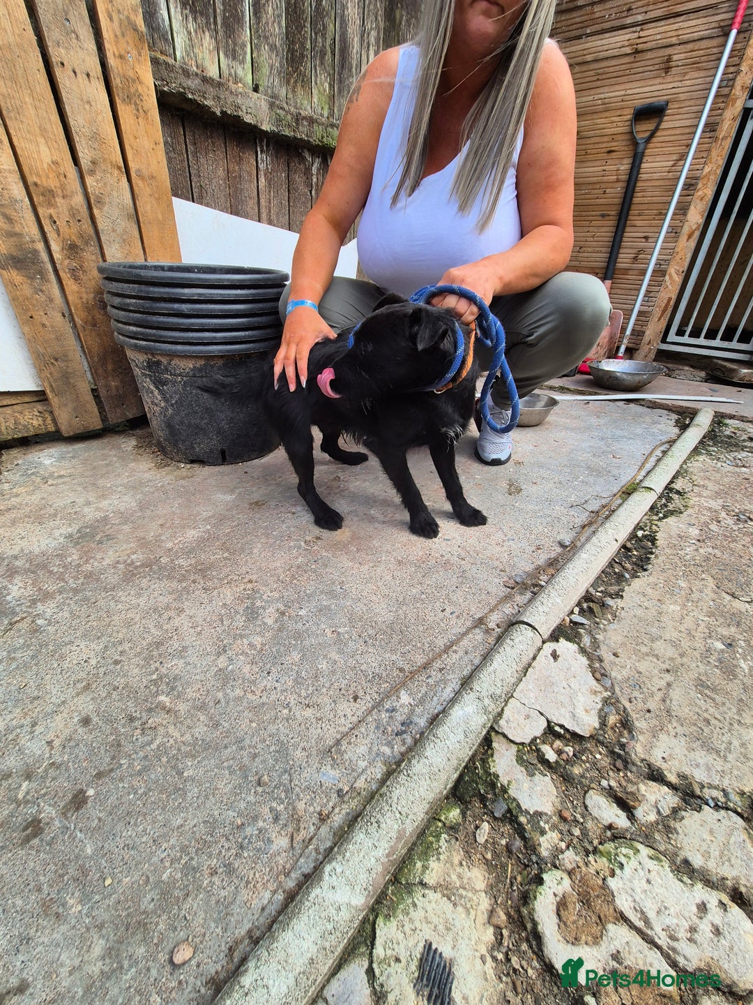 Patterdale Terrier dogs for sale: Patterdale terrier  - Image 3