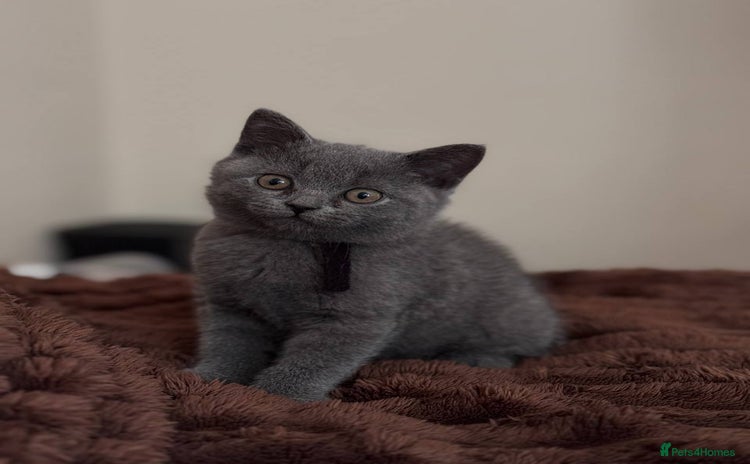 Scottish Fold cats - Advert 1