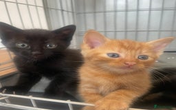 Domestic Shorthair cats for sale: Beautiful kittens - Image 2