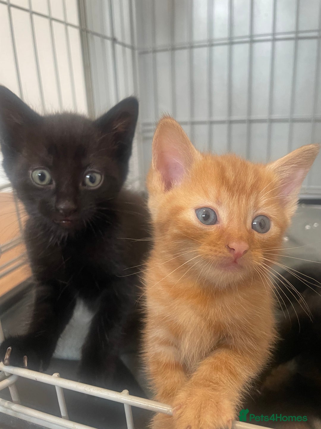 Domestic Shorthair cats for sale: Beautiful kittens - Image 2