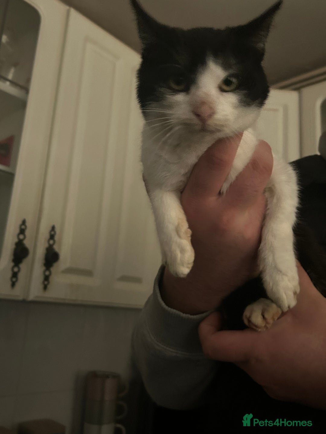 Mixed Breed cats for sale: 2 beautiful boys left  - Image 10