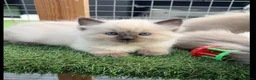 Ragdoll cats for sale: Full breed ragdoll kittens mink - Advert 20