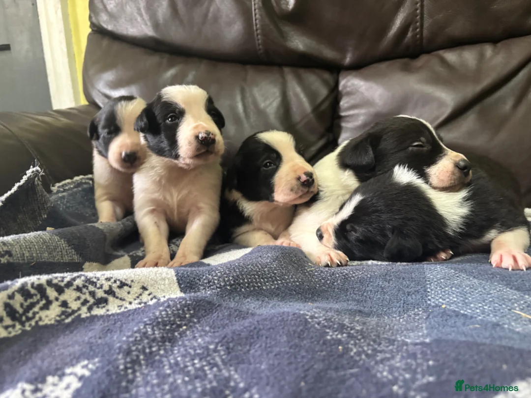 Border Collie dogs for sale: Collie puppies  - Advert 2