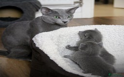 Russian Blue cats for stud: Russian blue for stud  in Burton-on-Trent - Image 12