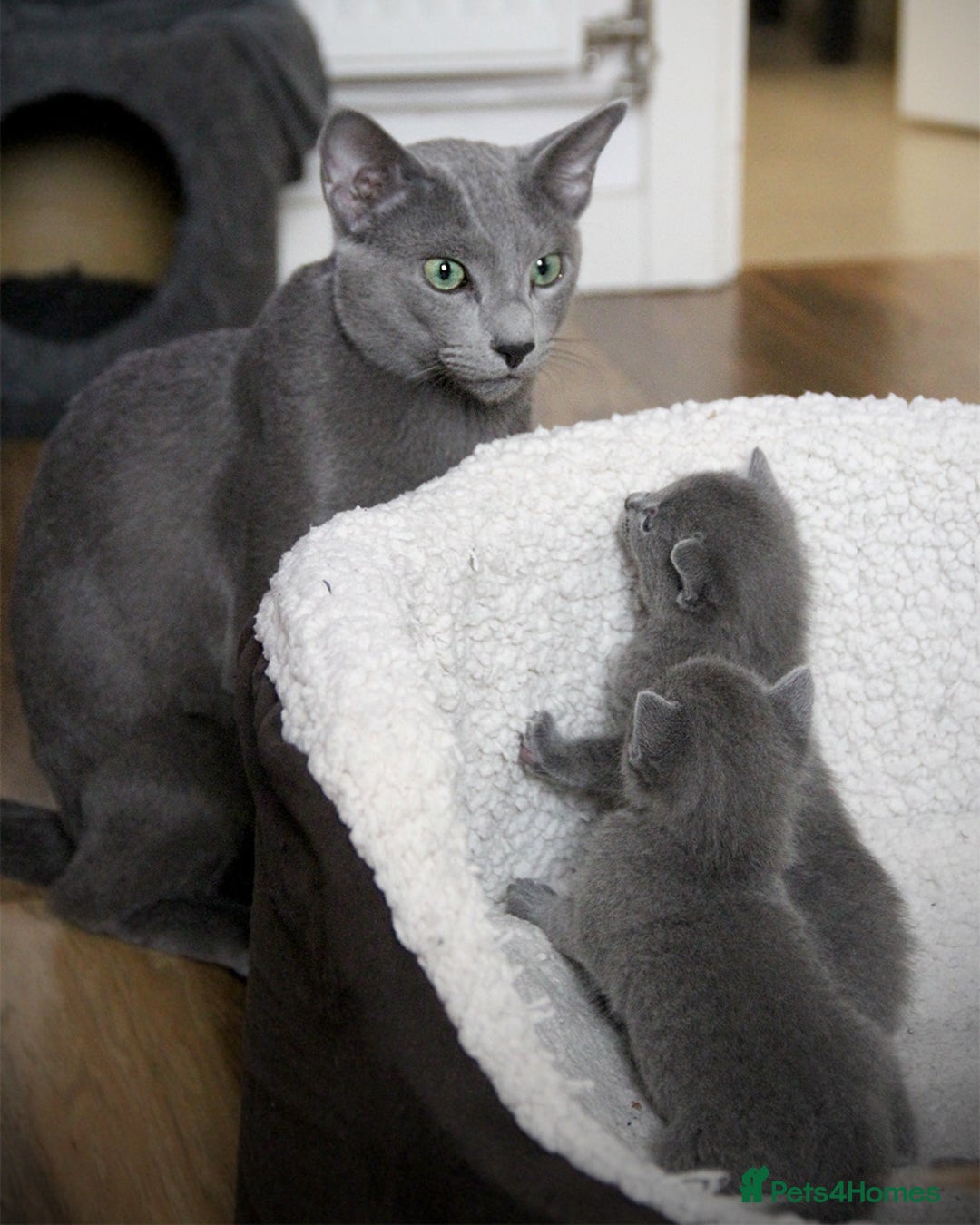 Russian Blue cats for stud: Russian blue for stud  in Burton-on-Trent - Image 12