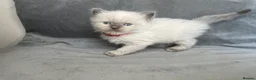 Ragdoll cats for sale: Beautiful mink ragdoll kittens all male  - Advert 20