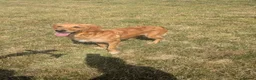 Golden Retriever dogs for sale: KC Reg Health Tested Dark Golden Retriever Puppies - Advert 2