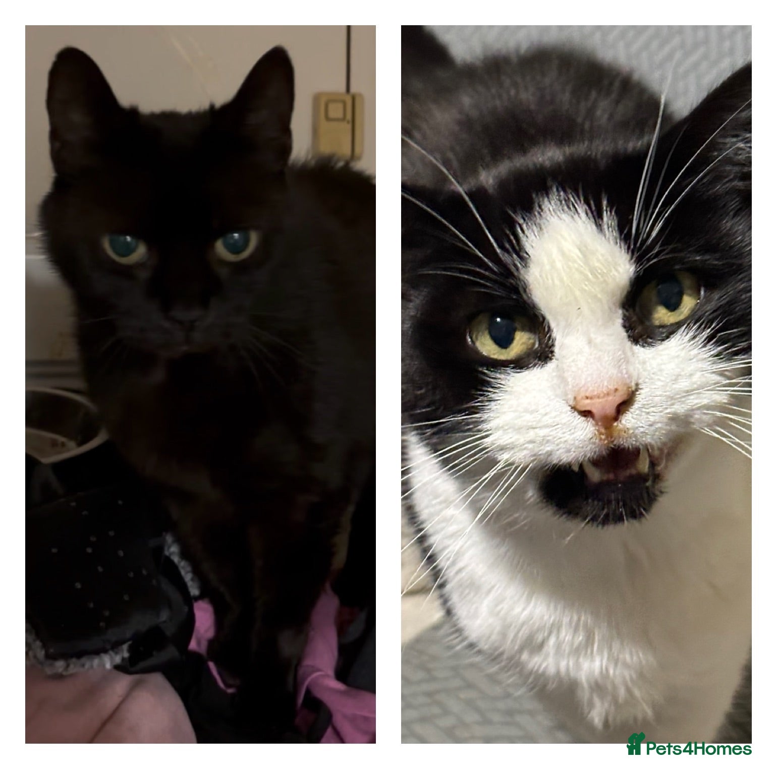 Mixed Breed cats Sisters! 10 yrs Young Loving Playful & healthy - Advert 2
