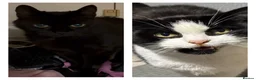 Mixed Breed cats for adoption: Sisters! 10 yrs Young Loving Playful & healthy - Advert 1