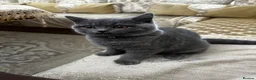 British Shorthair cats for sale: British Shorthaired Kitten  - Advert 3