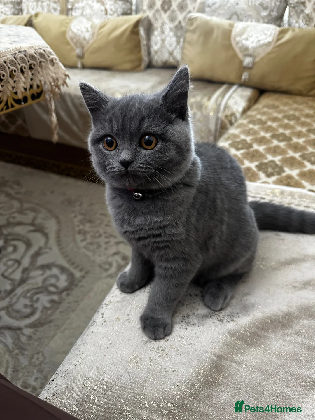British Shorthair cats for sale: British Shorthaired Kitten  - Advert 3