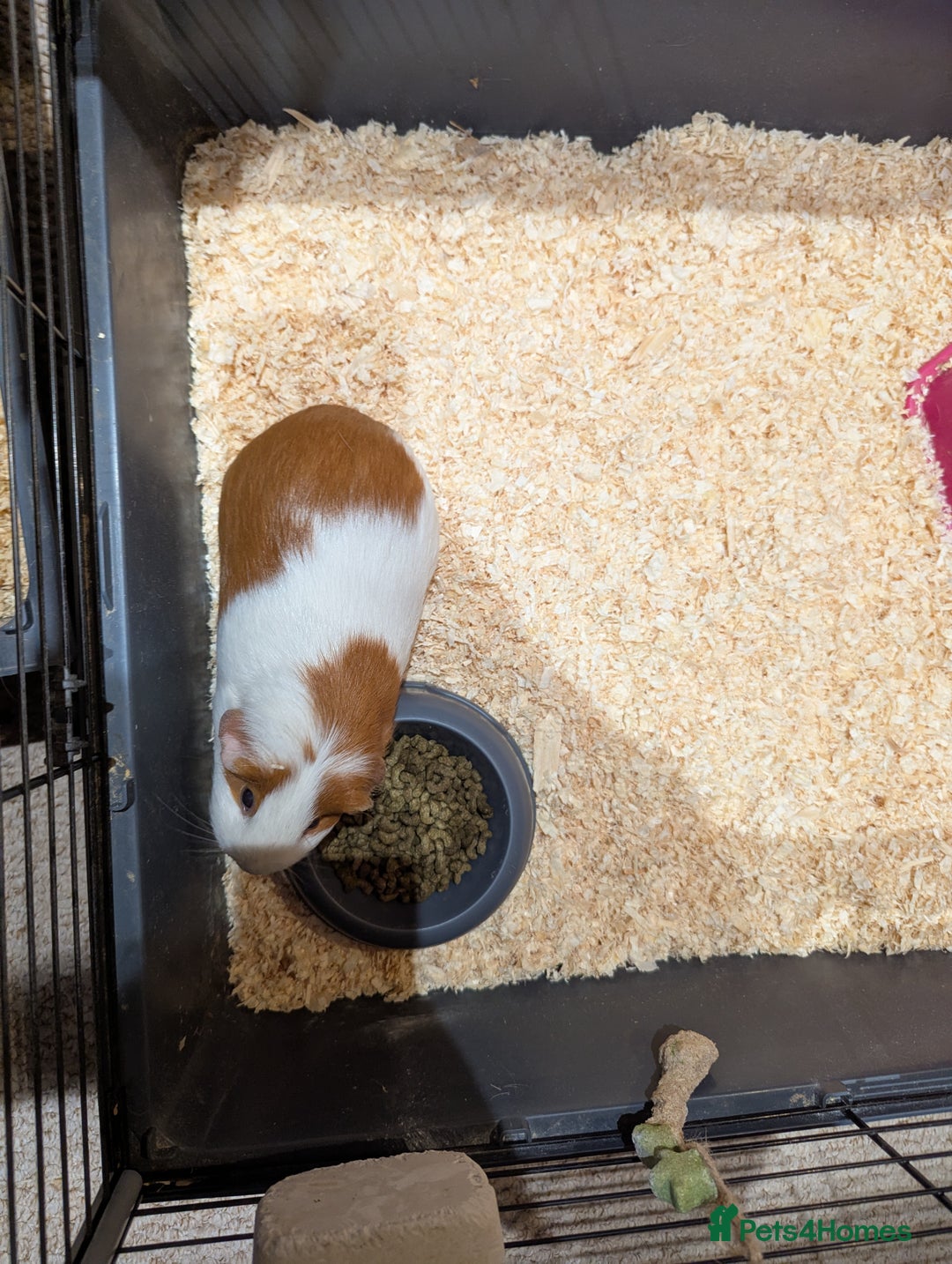 Guinea Pig rodents for sale: 2 female guinea pigs with cage and accessories - Advert 9