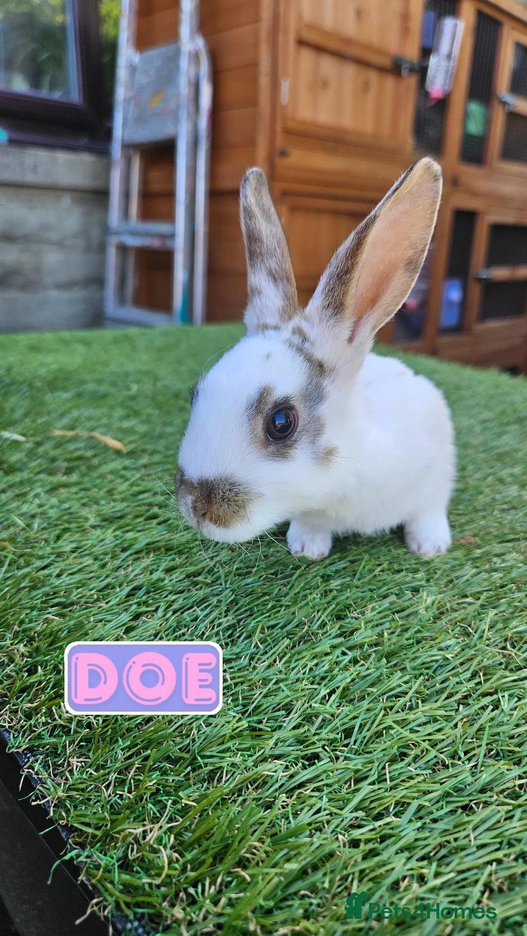 Rex rabbits for sale: Rex & Mini Rex Kits Available - Advert 2