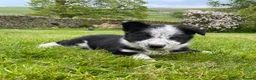 Border Collie dogs for sale: Tricoloured Border Collie Puppies - Advert 20