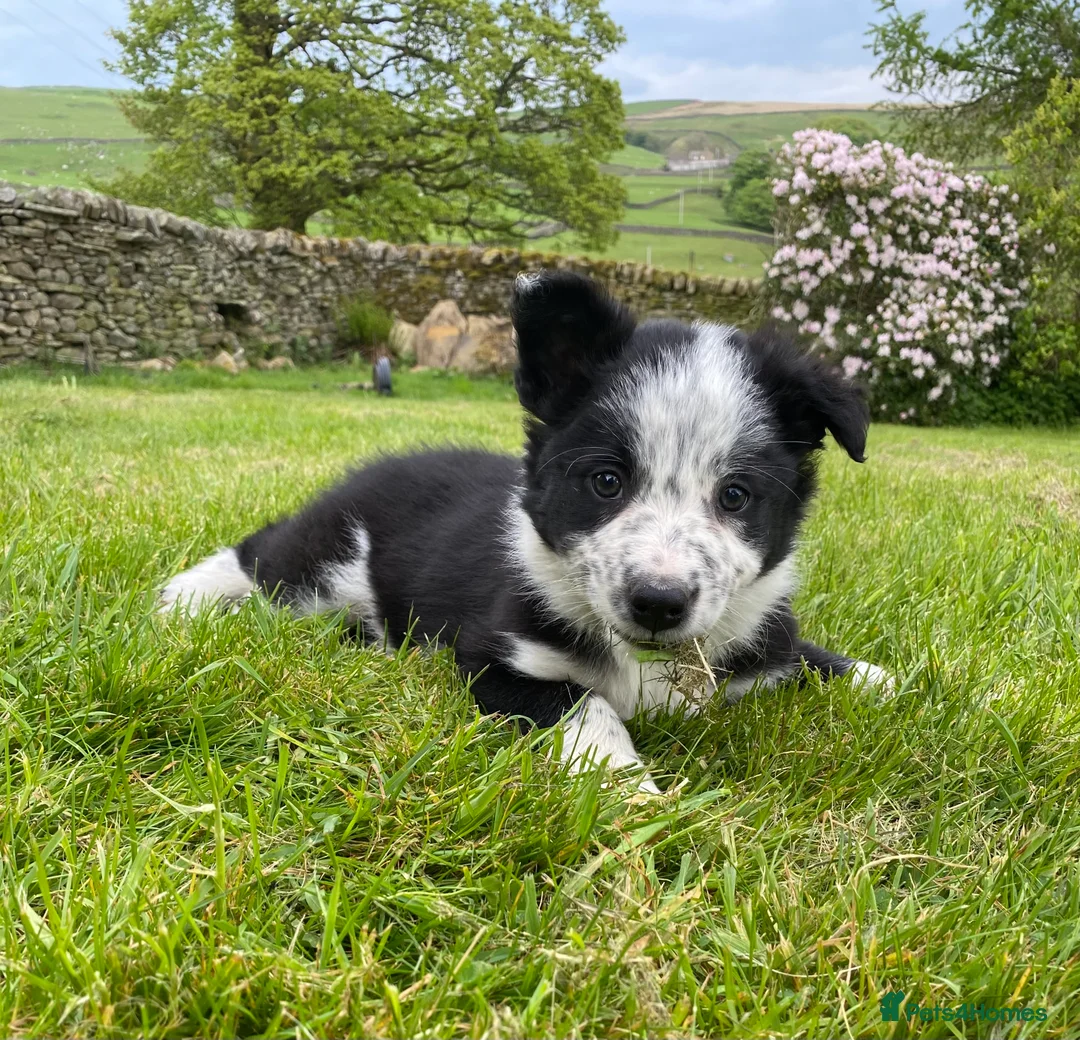 Border Collie dogs for sale: Tricoloured Border Collie Puppies - Advert 20