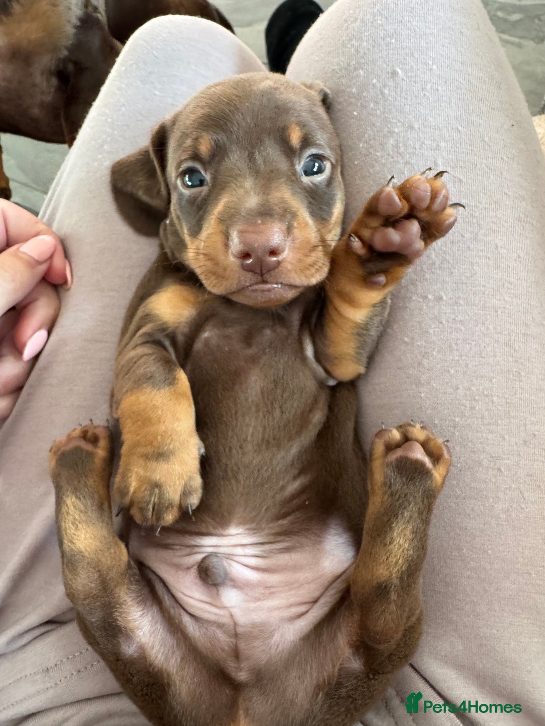 Dachshund dogs for sale: Miniature smooth coat dachshund  - Image 3