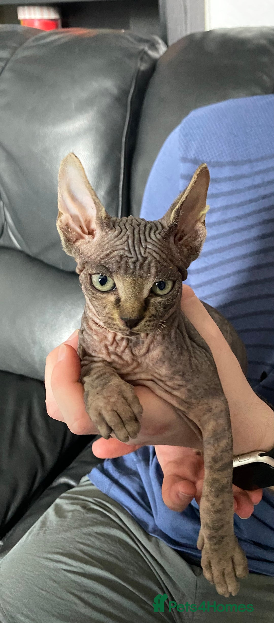 Sphynx cats for sale: Beautiful sphynx kittens - Image 12